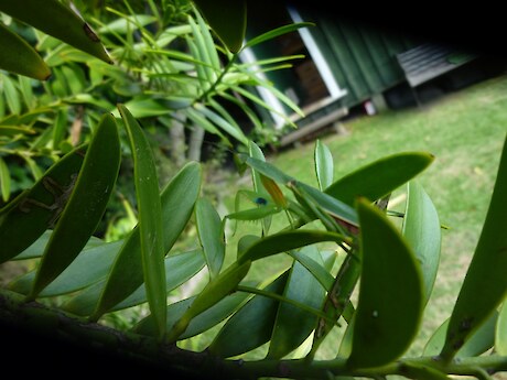 New Zeland mantis