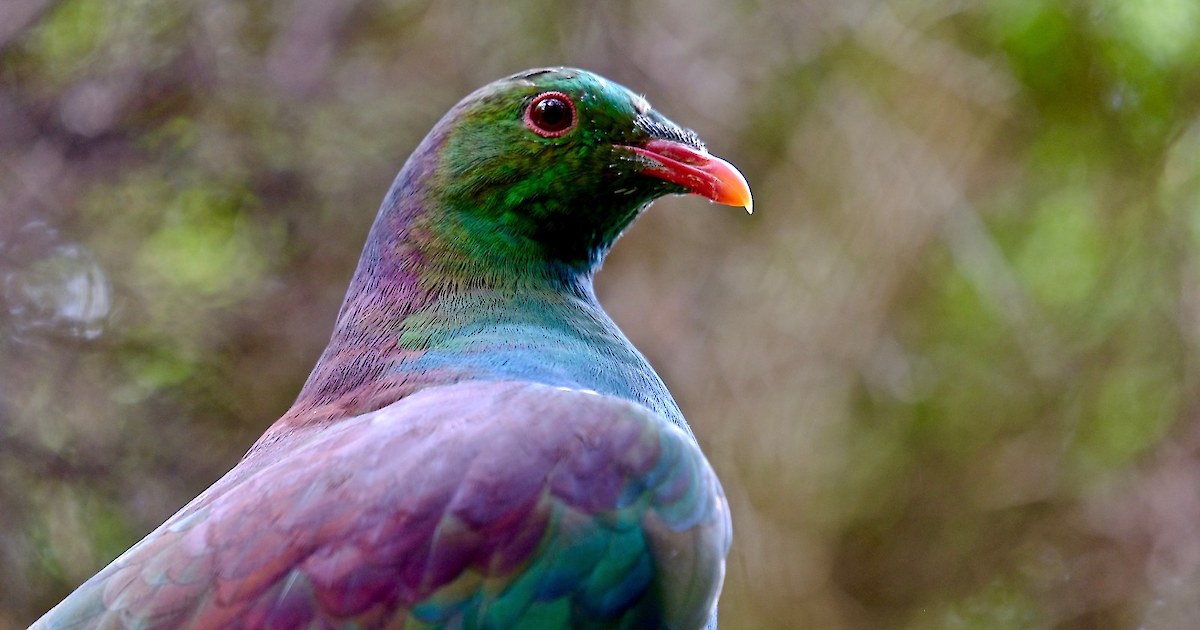 Kererū • Urban Ark – Manawa Taiao