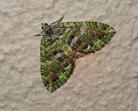 Green Coprosma Moth