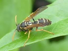 Asian paper wasp