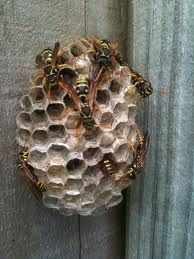 Asian paper wasp nest