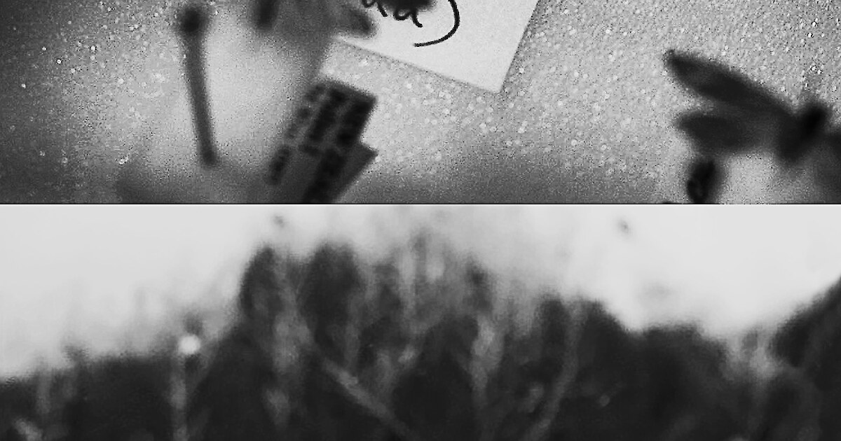 Hiding in Plain Sight • Urban Ark Manawa Taiao