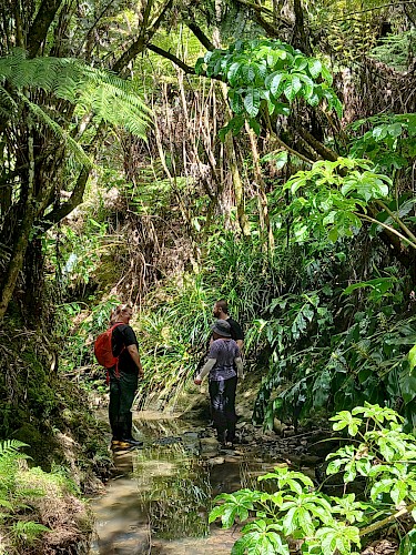 Friends of Wairaki Stream logo